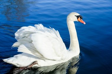 Nice White Swan Bird