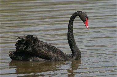 Top Black Swan Bird
