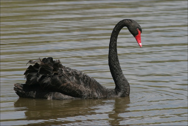 Top Black Swan Bird
