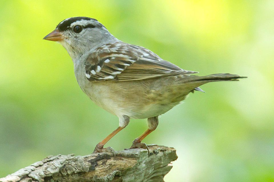 Top Sparrow