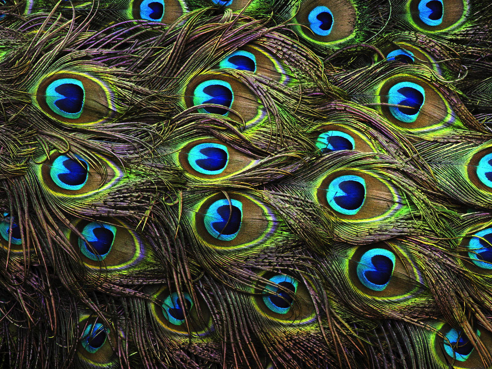 Widescreen Peacock Wallpaper