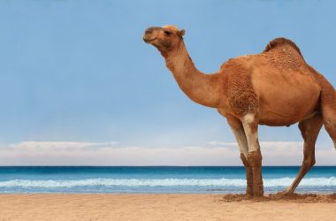 Awesome Camel