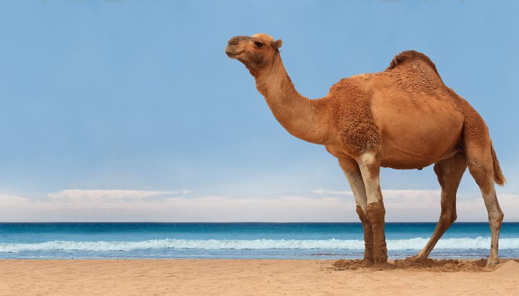Awesome Camel