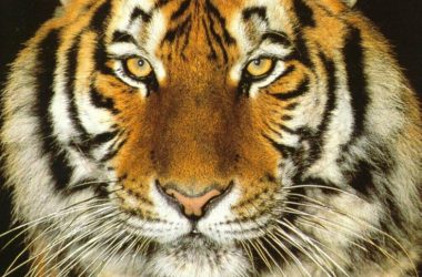 Beautiful Tiger Close Up