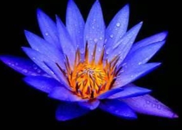 Best Blue Lotus