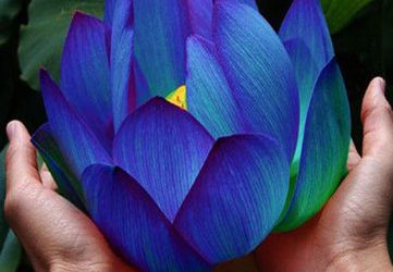 Cool Blue Lotus
