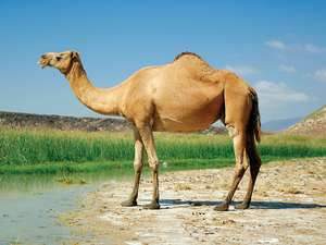 Free Camel