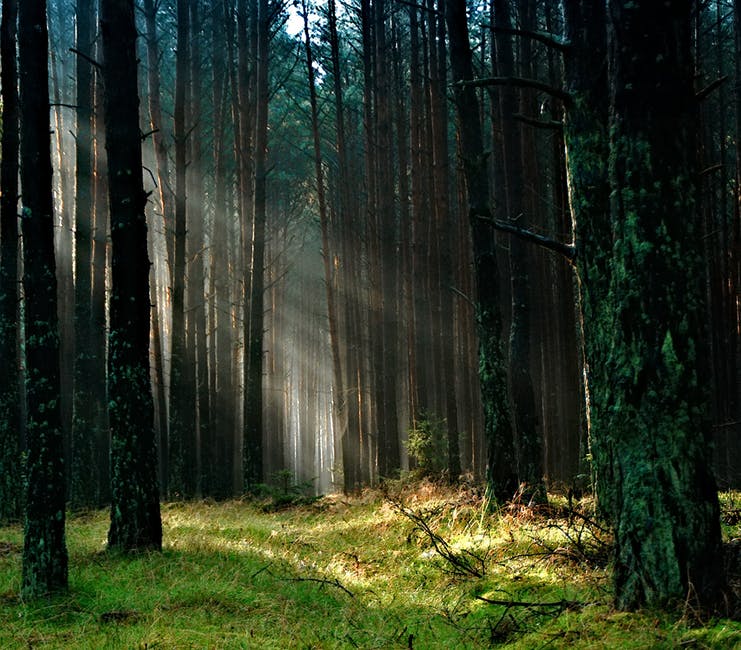 Free Forest Image