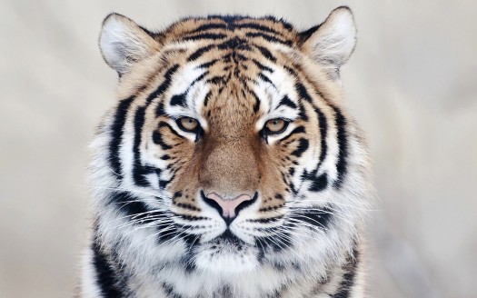Free Tiger Close Up
