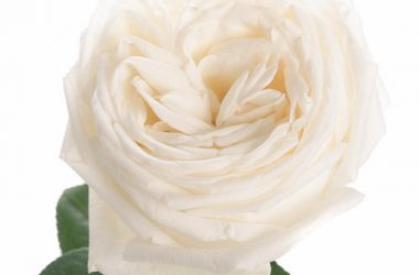 Free White Rose