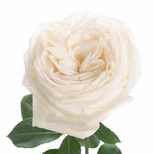 Free White Rose