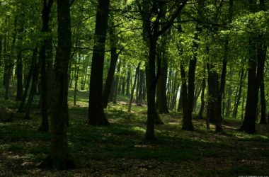 Green Forest Image