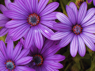 HD Purple Daisy