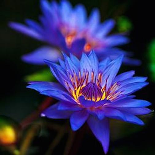 Nice Blue Lotus