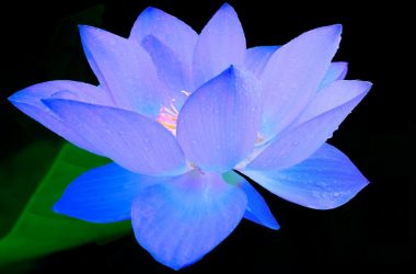 Stunning Blue Lotus