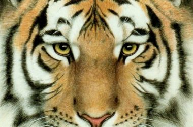 Super Tiger Close Up