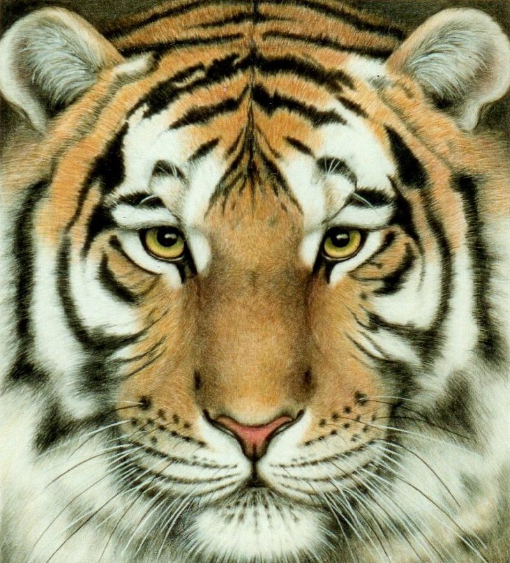 Super Tiger Close Up