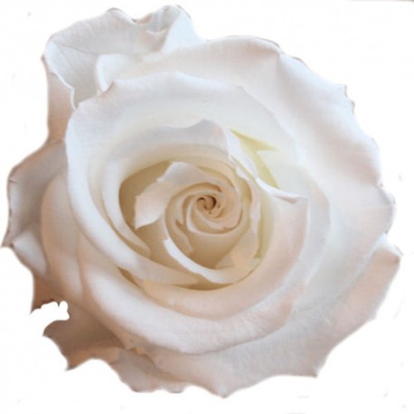 Super White Rose