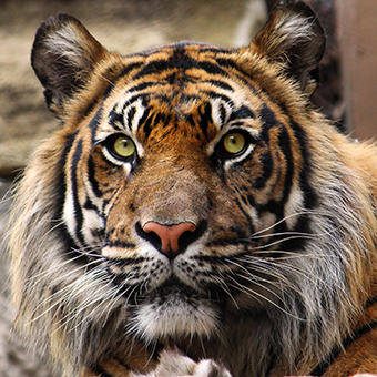 Top Tiger Close Up