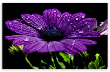 White Purple Daisy