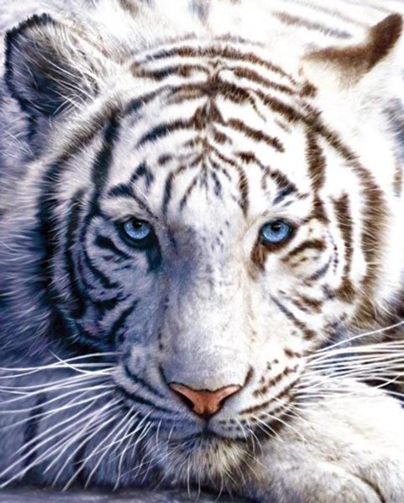 White Tiger Close Up