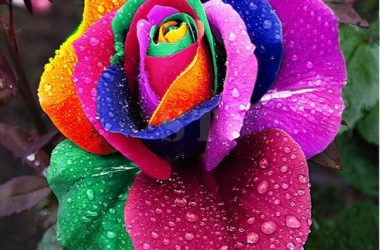 Awesome Rainbow Rose