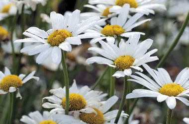 Awesome White Daisy