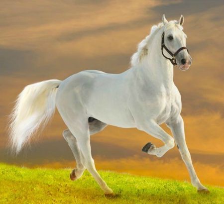 Awesome White Horse