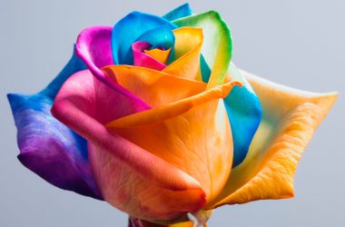 Beautiful Rainbow Rose