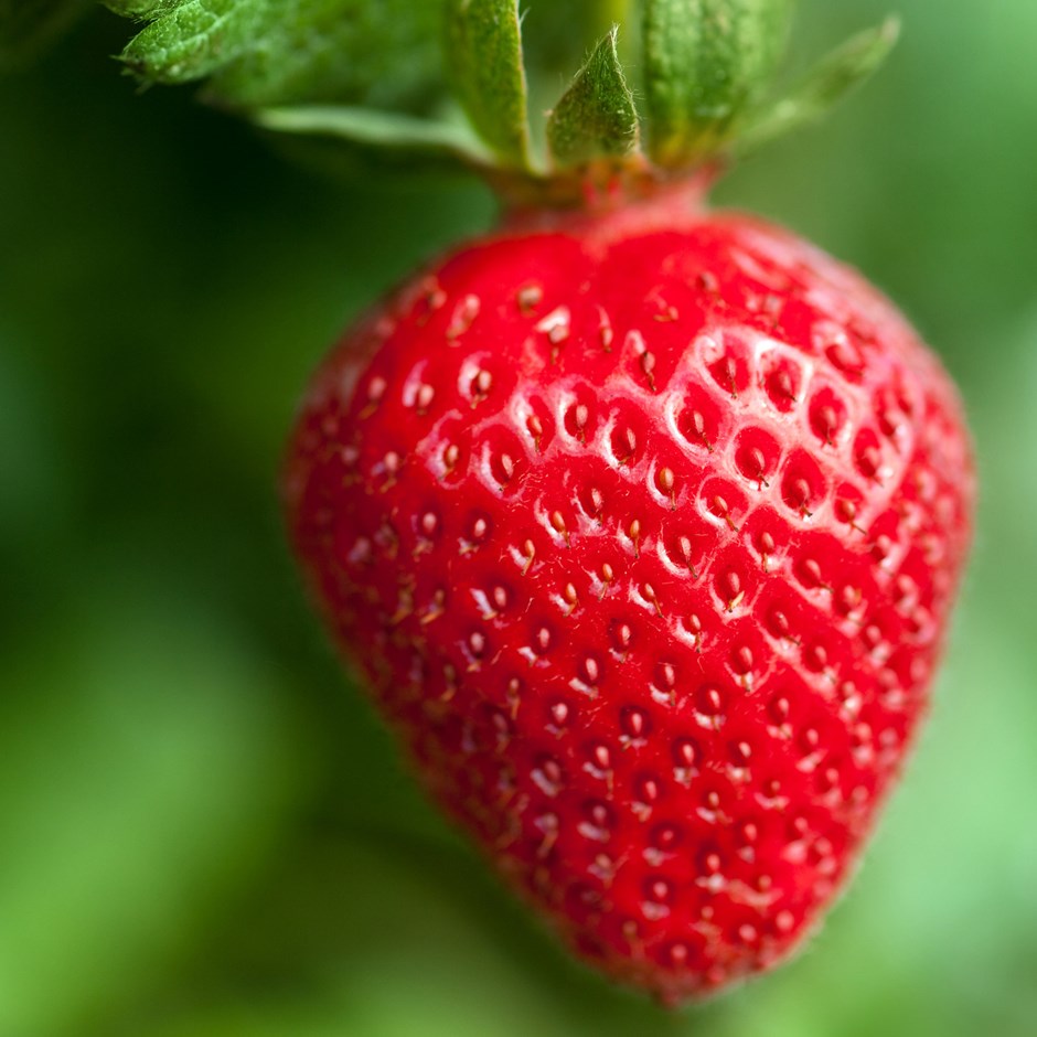 Beautiful Strawberry