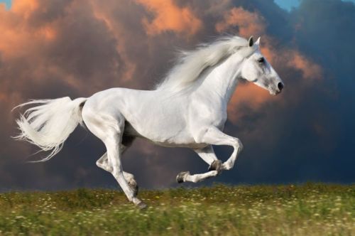 Free White Horse