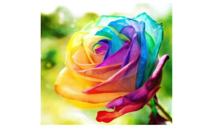 HD Rainbow Rose