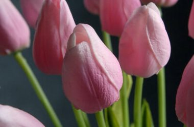 Nice Pink Tulip
