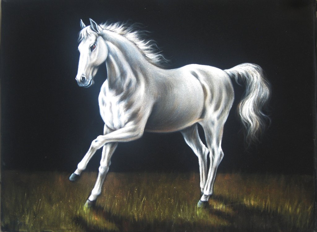 Nice White Horse