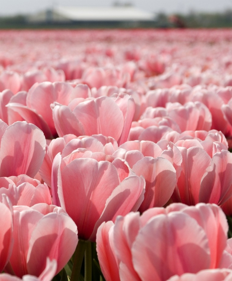 Super Pink Tulip