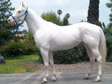 Super White Horse