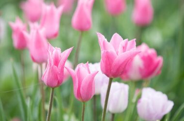 Widescreen Pink Tulip