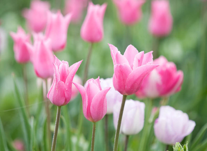Widescreen Pink Tulip