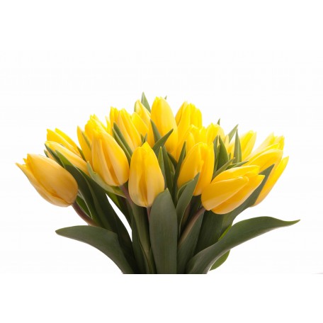 Free Yellow Tulip