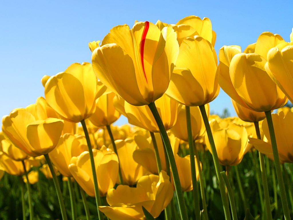 Nice Yellow Tulip