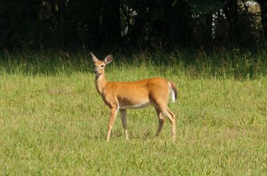 Brown Deer Image