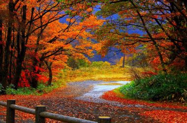 Colorful Fall Wallpaper