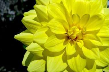 Blossom Yellow Flower