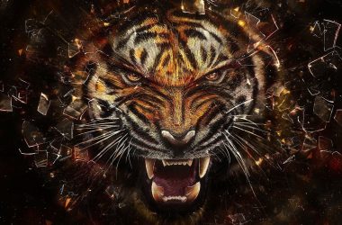 Top Tiger Wallpaper