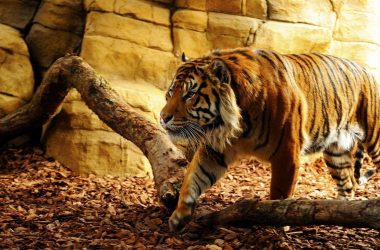 Wonderful Tiger Wallpaper