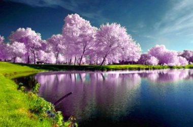 Purple Spring Image