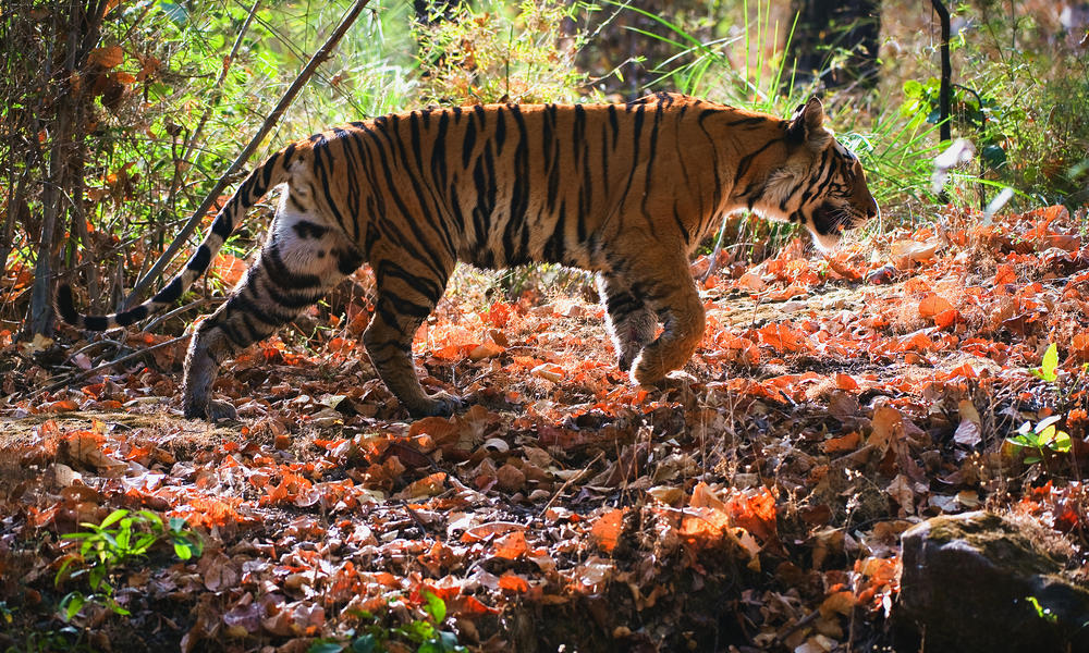 Big Bengal Tiger