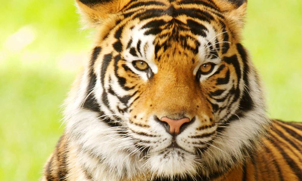 Free Bengal Tiger