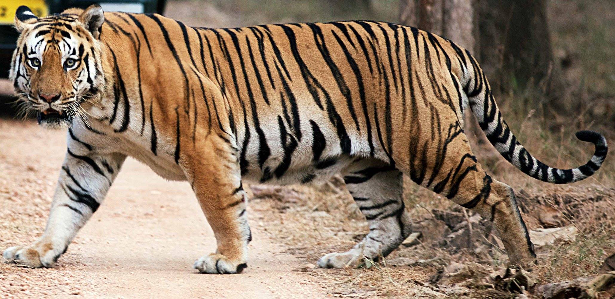Super Bengal Tiger