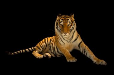 Top Bengal Tiger